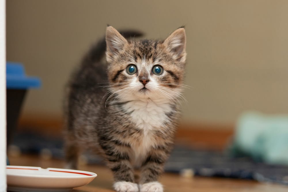 A New Kitten
